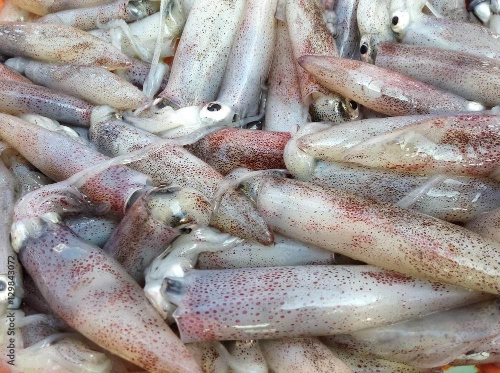 Cuttle Fish