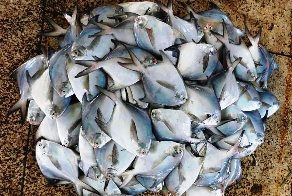 Pomfret