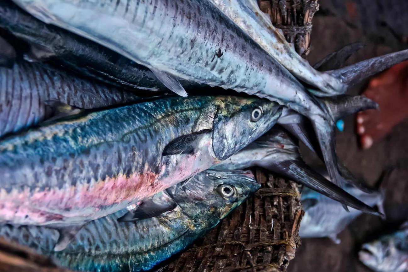 Seer Fish
