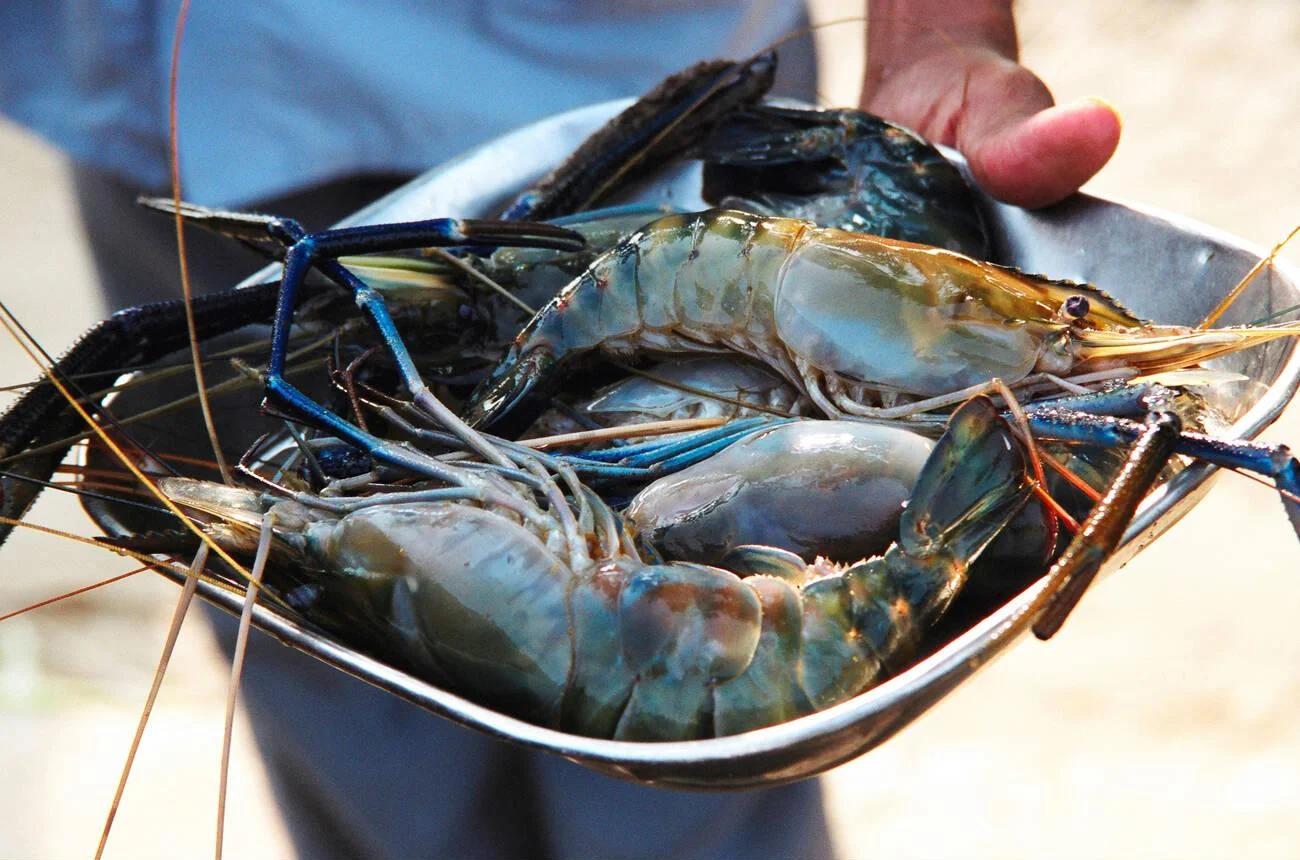 Shrimp